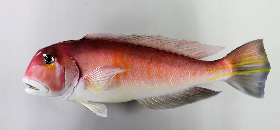 アマダイ剥製　47ｃｍ
