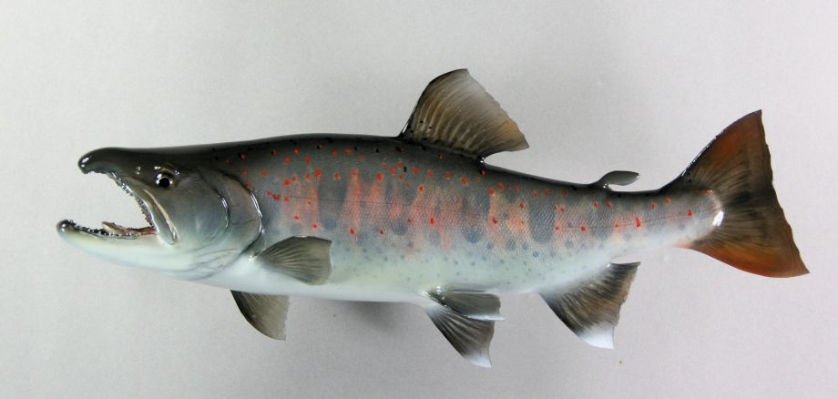アマゴ剥製 ３6ｃｍ