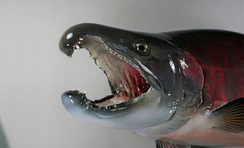 サクラマス剥製