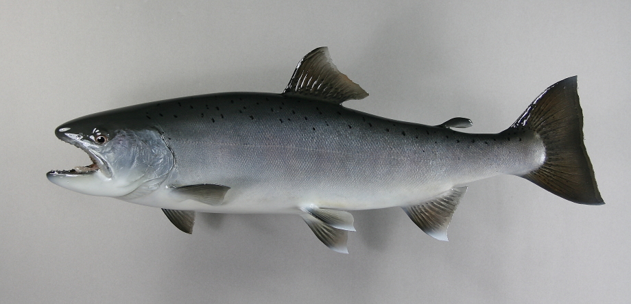 サクラマス剥製　58ｃｍ