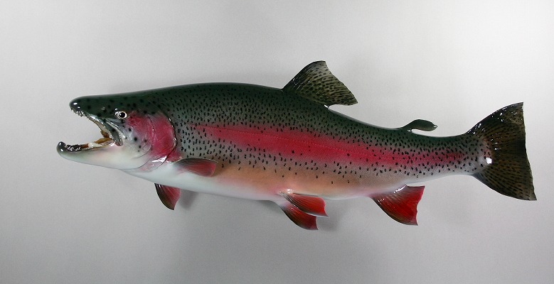 Amazon.co.jp: メバル 白 フィギュア 魚剥製 剥製 レプリカ