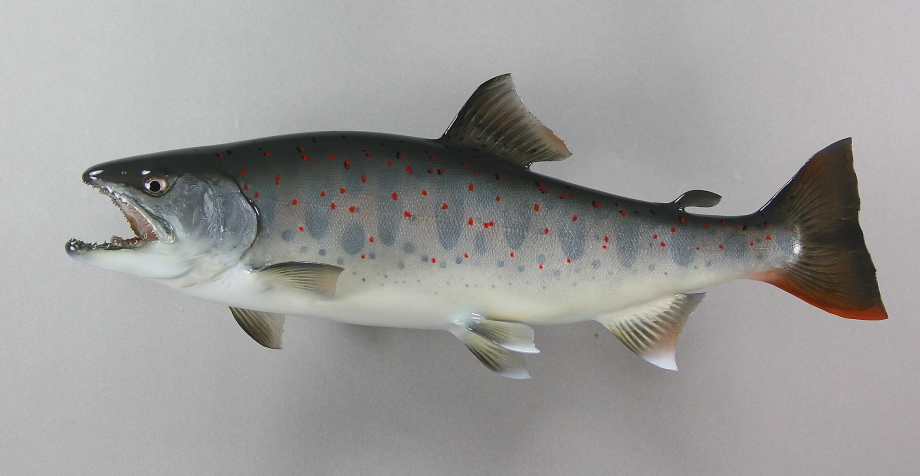 アマゴ剥製　３１ｃｍ
