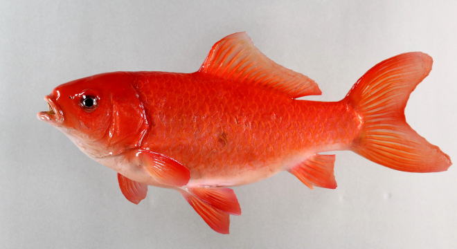 金魚剝製