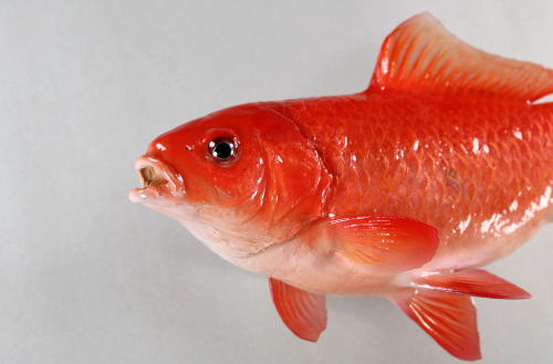 金魚剝製　顔